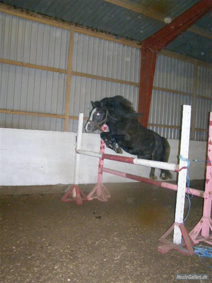 Anden særlig race Søballegårds Sweetest Jojo billede 18