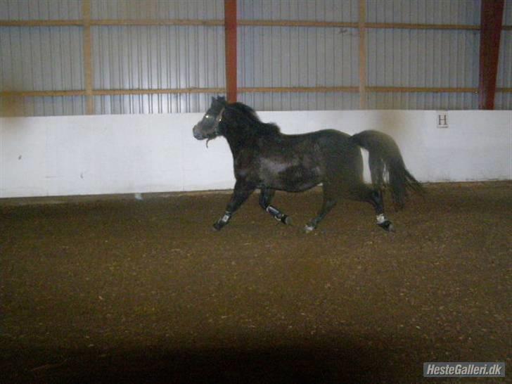 Anden særlig race Søballegårds Sweetest Jojo billede 19