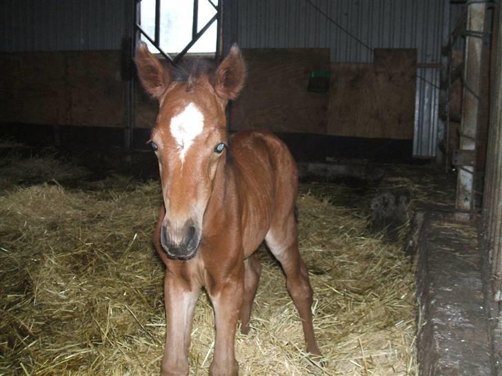Anden særlig race La Bella billede 1