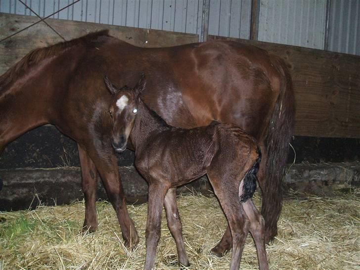 Anden særlig race La Bella - Jeg er lige bleven født billede 2