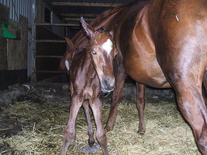 Anden særlig race La Bella billede 3
