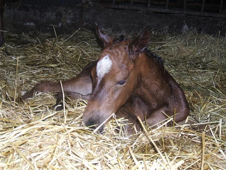 Anden særlig race La Bella billede 4