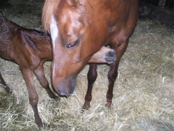 Anden særlig race La Bella billede 5