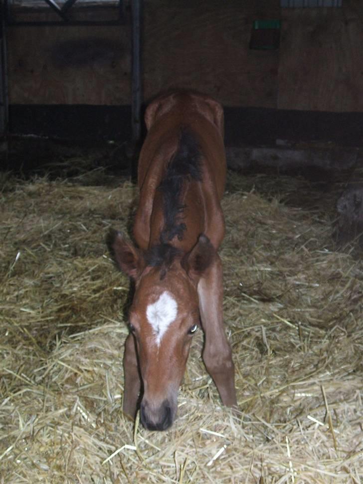 Anden særlig race La Bella billede 6