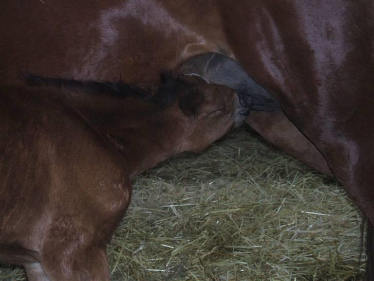 Anden særlig race La Bella billede 7