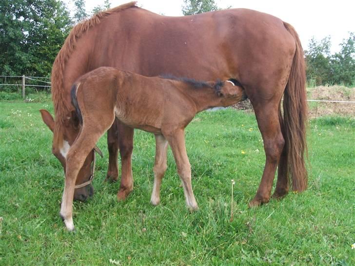 Anden særlig race La Bella - Mig og min mor billede 8