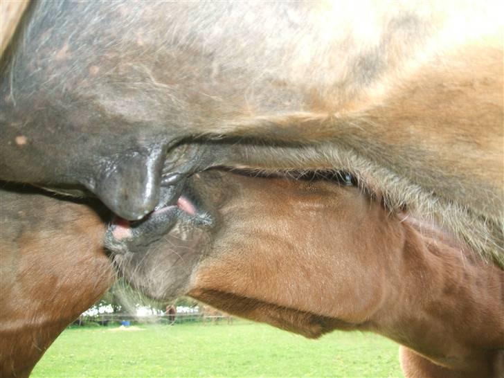 Anden særlig race La Bella - spise tid billede 9