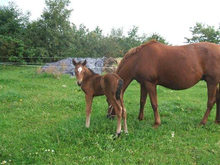 Anden særlig race La Bella billede 10