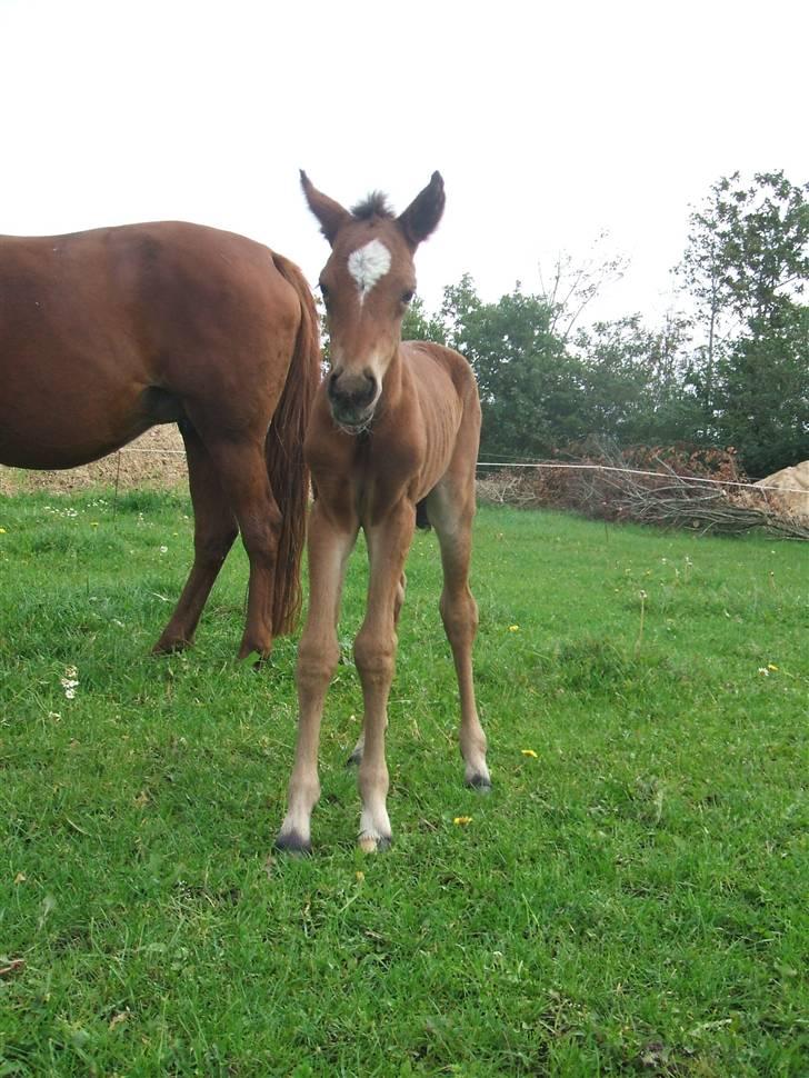 Anden særlig race La Bella billede 11