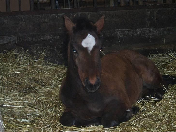 Anden særlig race La Bella billede 12