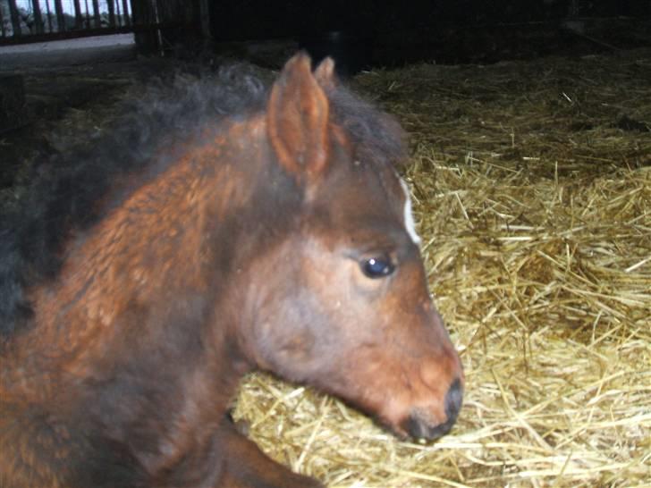 Anden særlig race La Bella billede 13
