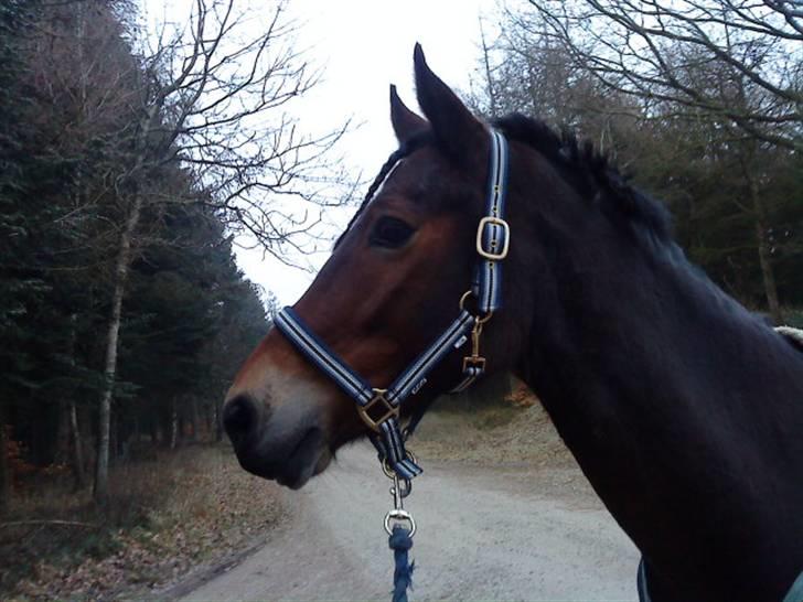 Welsh Cob (sec D)  Dancer *SOLGT* - flotte hest. <3 billede 17