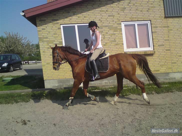 Dansk Varmblod Carmen Nøddebo - solgt - stævne lc3 d. 18/1 09 billede 18
