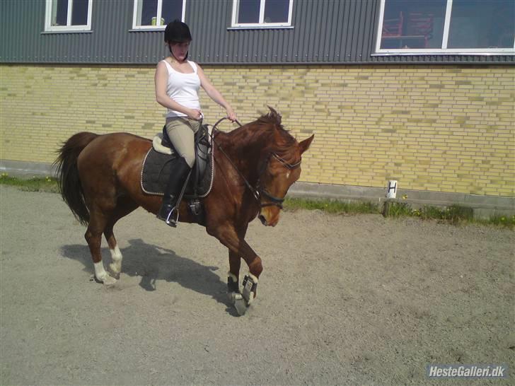 Dansk Varmblod Carmen Nøddebo - solgt - NYt billede 19