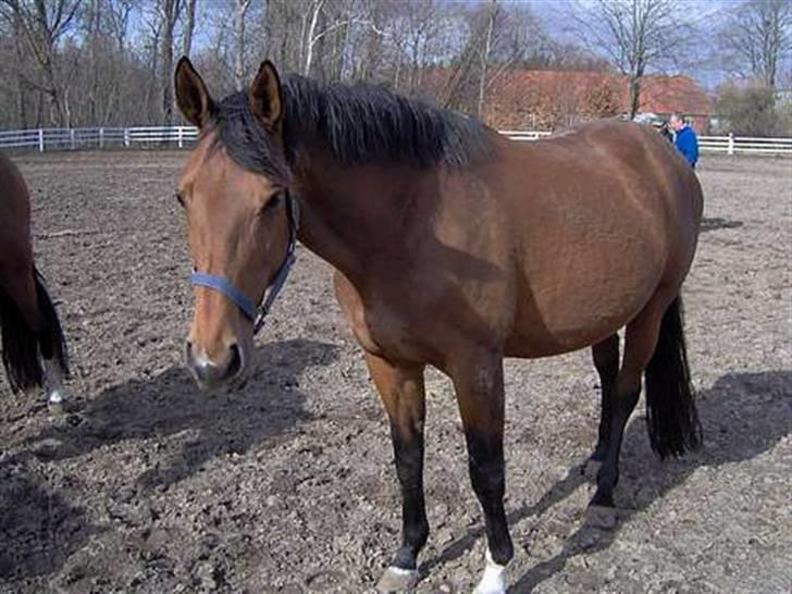 Dansk Varmblod Adria Alfarvad Z SOLGT billede 6