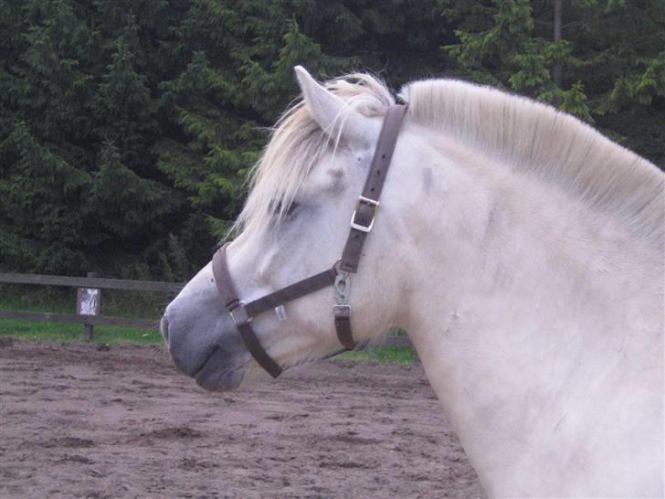 Fjordhest Tempo billede 1