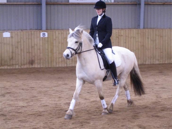 Fjordhest Tempo billede 2