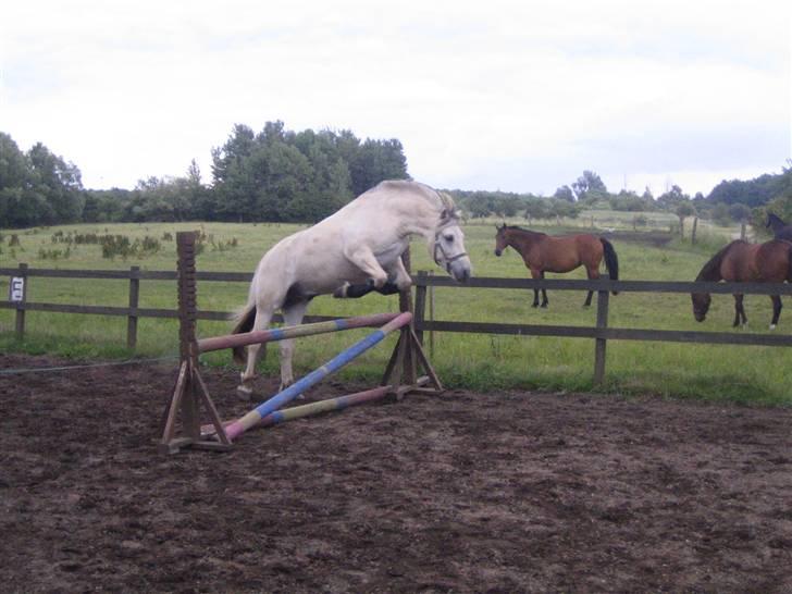 Fjordhest Tempo billede 3