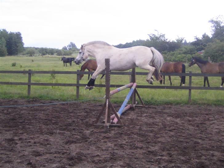 Fjordhest Tempo billede 4