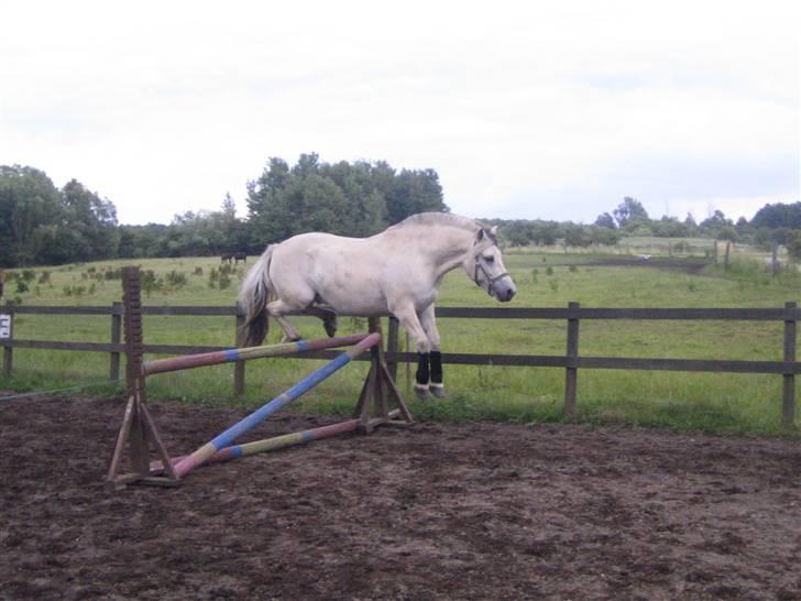 Fjordhest Tempo billede 5