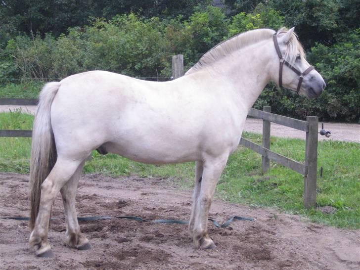 Fjordhest Tempo billede 6