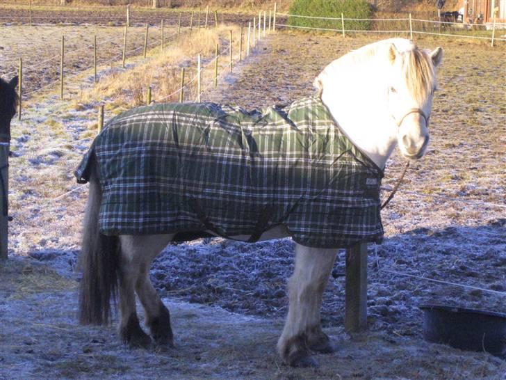 Fjordhest Tempo billede 7