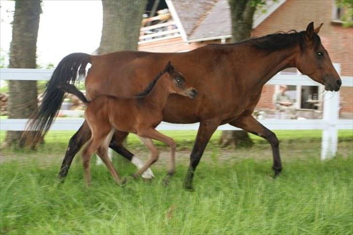 Arabisk fuldblod (OX) Egelys Talej-Amira - Amira og føl ude sammen da følle kun er 1½ dag gammel billede 1
