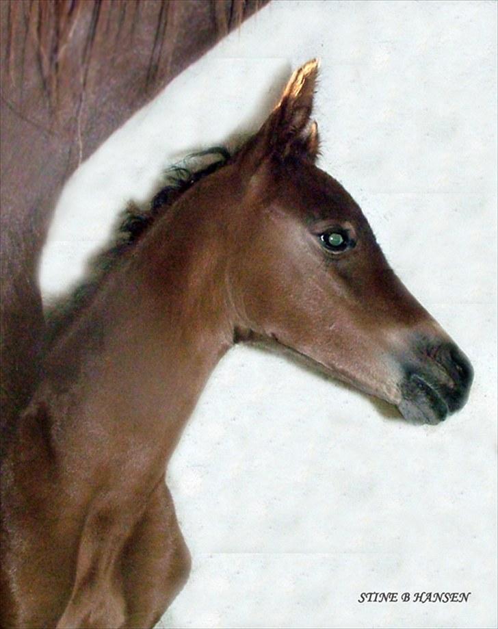 Arabisk fuldblod (OX) Egelys Talej-Amira - Amira kun få timer gammel billede 2