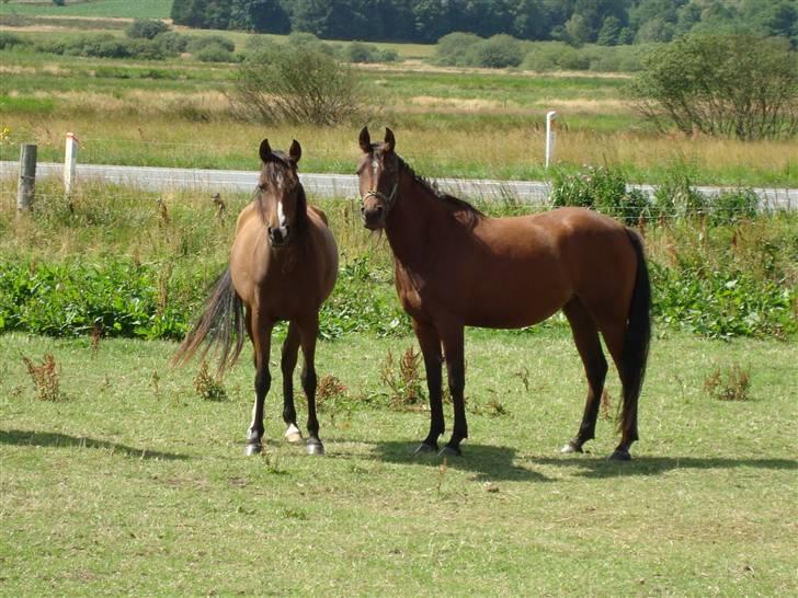 Arabisk fuldblod (OX) Egelys Talej-Amira - Amira og Sedna på engen 2008 billede 3