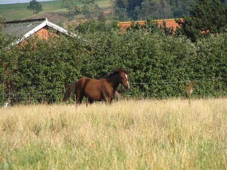 Arabisk fuldblod (OX) Egelys Talej-Amira - Amira sommer 2005 billede 4