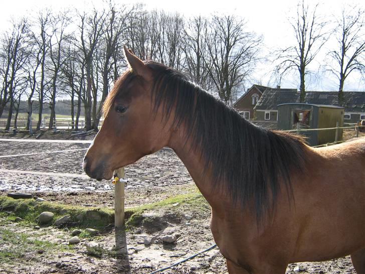 Arabisk fuldblod (OX) Egelys Talej-Amira billede 5