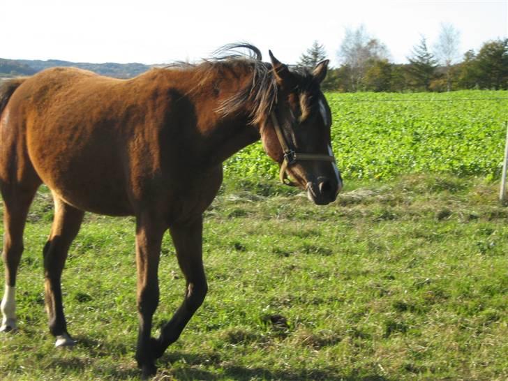 Arabisk fuldblod (OX) Egelys Talej-Amira - Amira forår 2007 billede 6