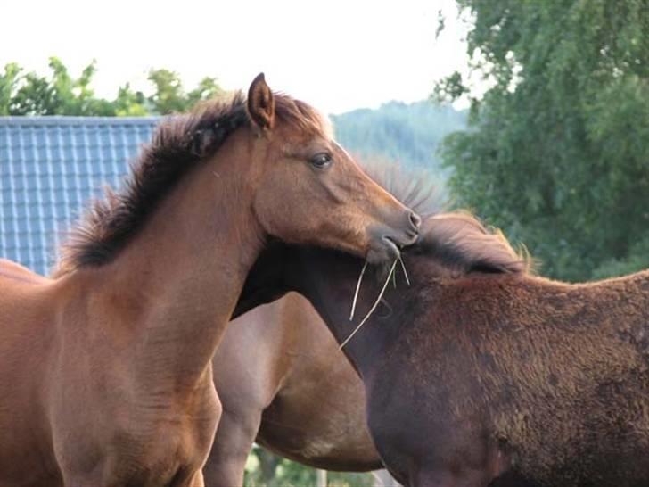 Arabisk fuldblod (OX) Egelys Talej-Amira - Amira og Shaheen - sommer 2003 billede 7
