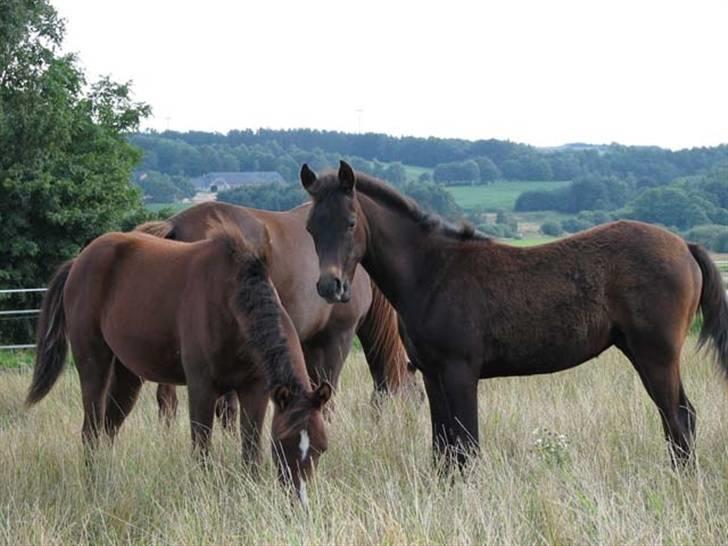 Arabisk fuldblod (OX) Egelys Talej-Amira - Amira og Shaheen - sommer 2003 billede 8