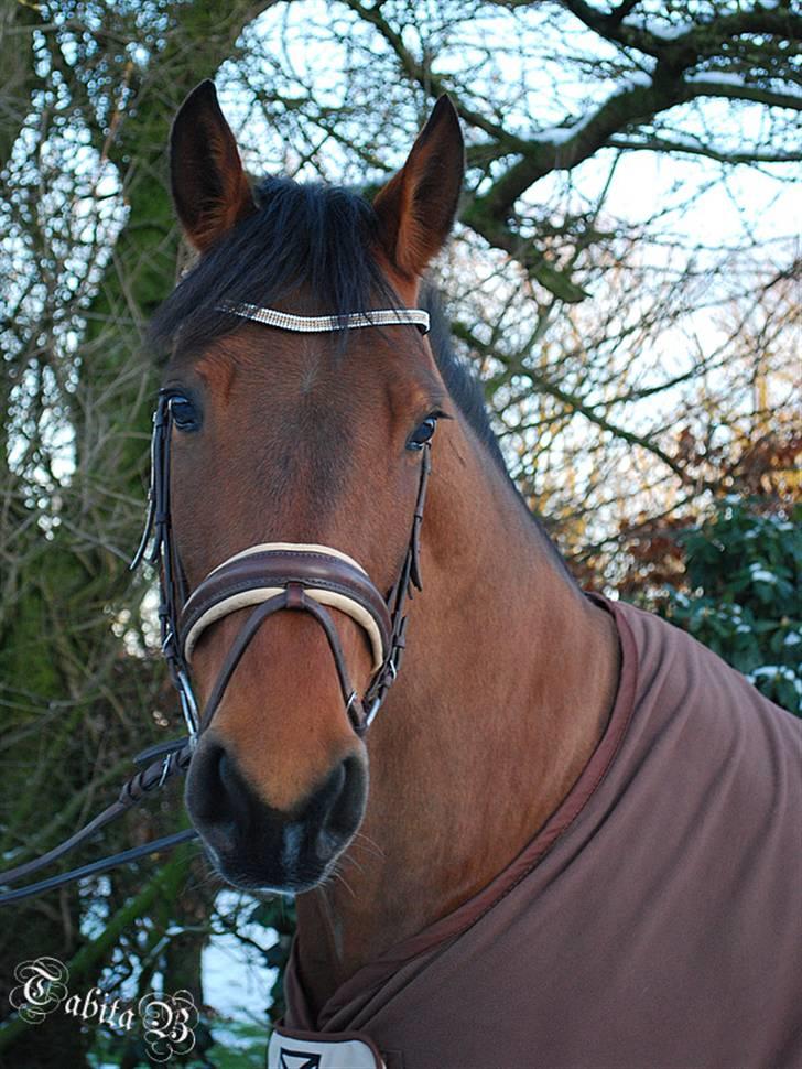 Dansk Varmblod RDH Hyggebo's Lonja SOLGT - Foto: Tabita  billede 5