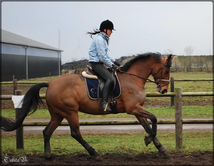 Dansk Varmblod RDH Hyggebo's Lonja SOLGT - I en dejlig galop :-) . Skal lige vende mig til den store bevægelse :D Foto: Trine billede 6