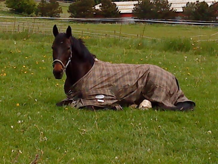 Tysk Sportspony TIGER WOODS (SOLGT!) - Tiger min´ smukhed!? <3 Da vi stod på HES (foto: Moi) billede 7
