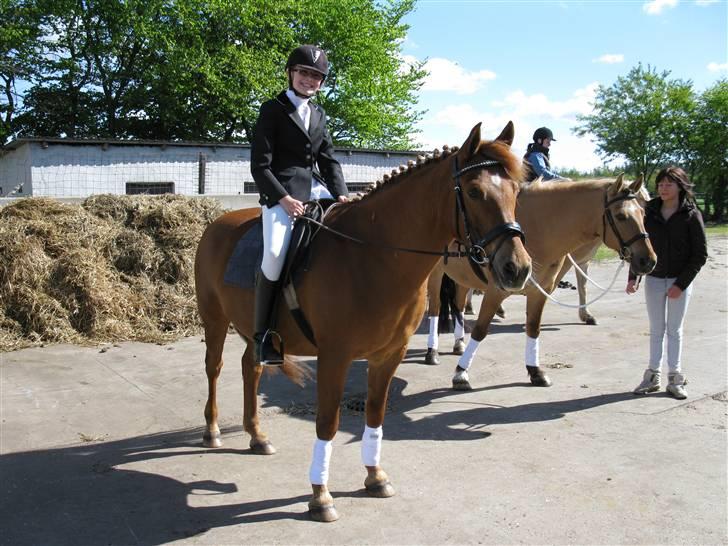 Anden særlig race Lucas<33 (gammel passer) billede 1