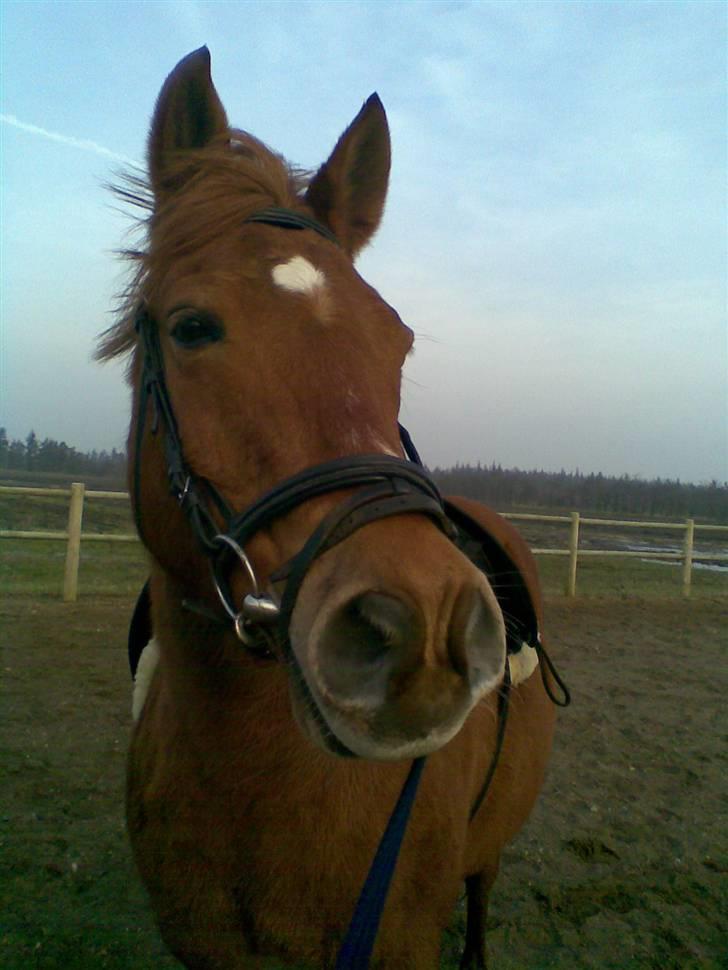 Anden særlig race Lucas<33 (gammel passer) billede 2