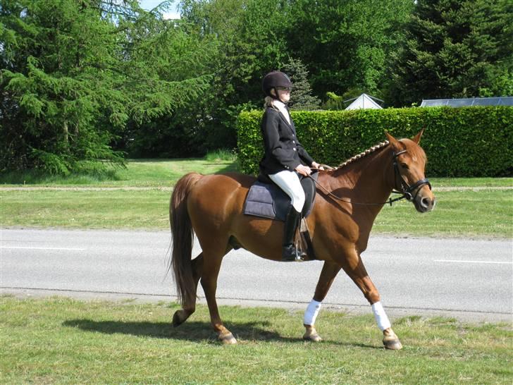 Anden særlig race Lucas<33 (gammel passer) billede 3