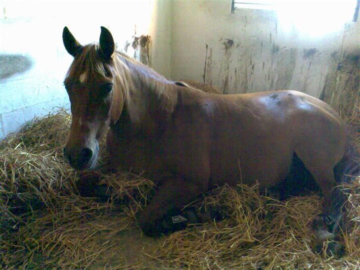 Anden særlig race Lucas<33 (gammel passer) billede 4