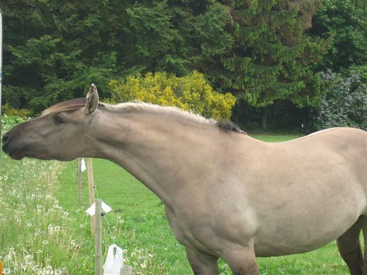 Anden særlig race Sif billede 1