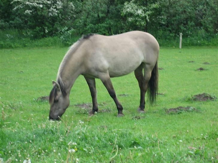 Anden særlig race Sif billede 2