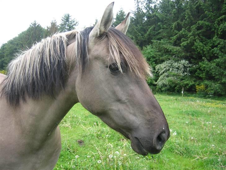 Anden særlig race Sif billede 3