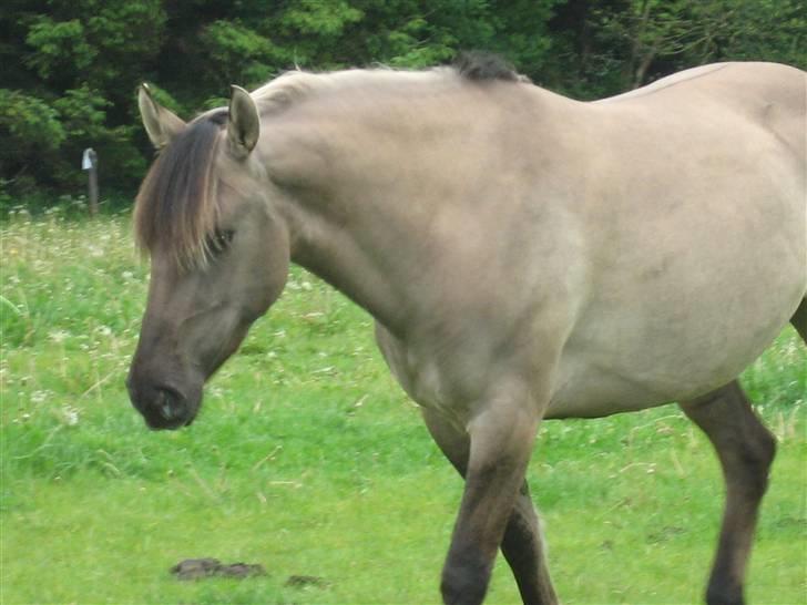 Anden særlig race Sif billede 4