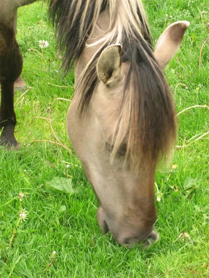 Anden særlig race Sif billede 5