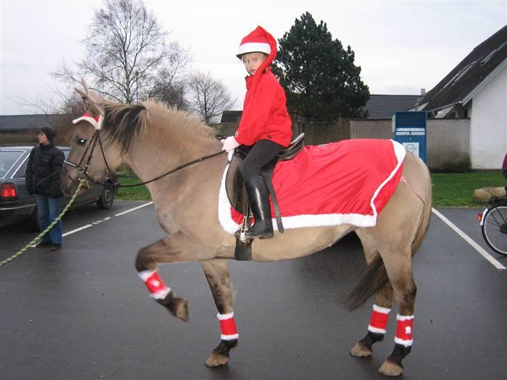 Anden særlig race Sif - Malene og Sif til juleoptog billede 6