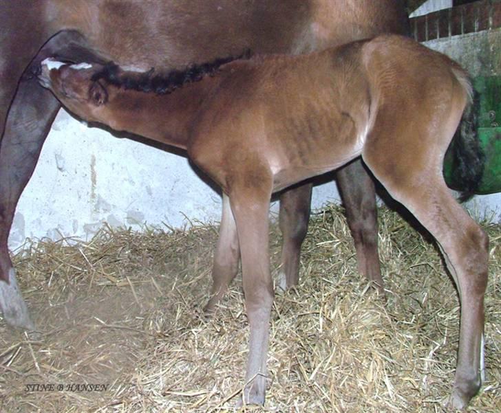 Arabisk fuldblod (OX) Egelys Talej-Amira - Helt ny - endnu ikke foldet ordentlig ud. billede 9