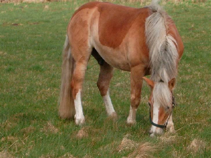 Haflinger Tembo R.I.P - Tembo forår 2008 billede 1