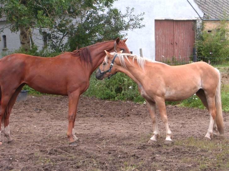 Haflinger Tembo R.I.P billede 2